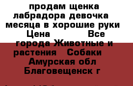 продам щенка лабрадора девочка 2 месяца в хорошие руки › Цена ­ 8 000 - Все города Животные и растения » Собаки   . Амурская обл.,Благовещенск г.